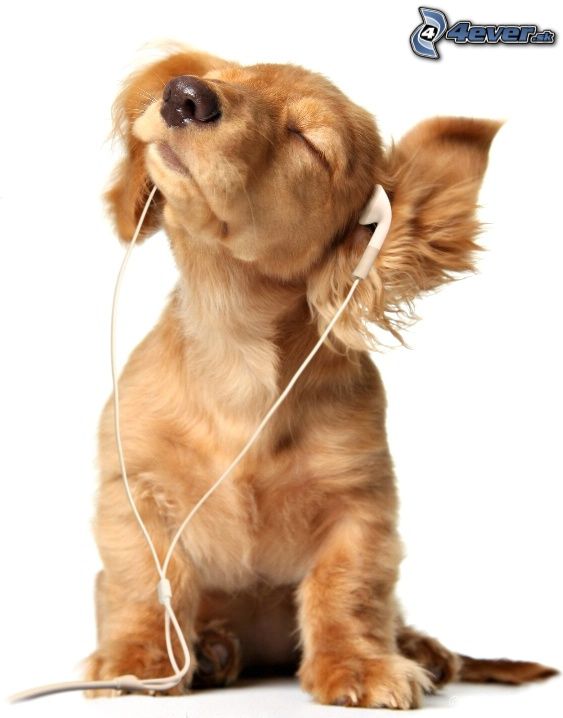 [obrazky_4ever_sk]%20pes,%20sluchatka,%20mp3,%20hudba,%20DJ%202754538